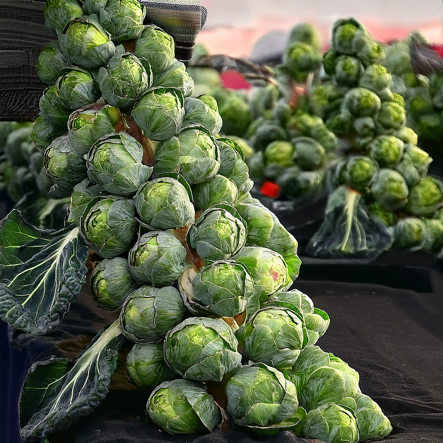 Brussels Sprout- Improved Long Island- 100 seeds
