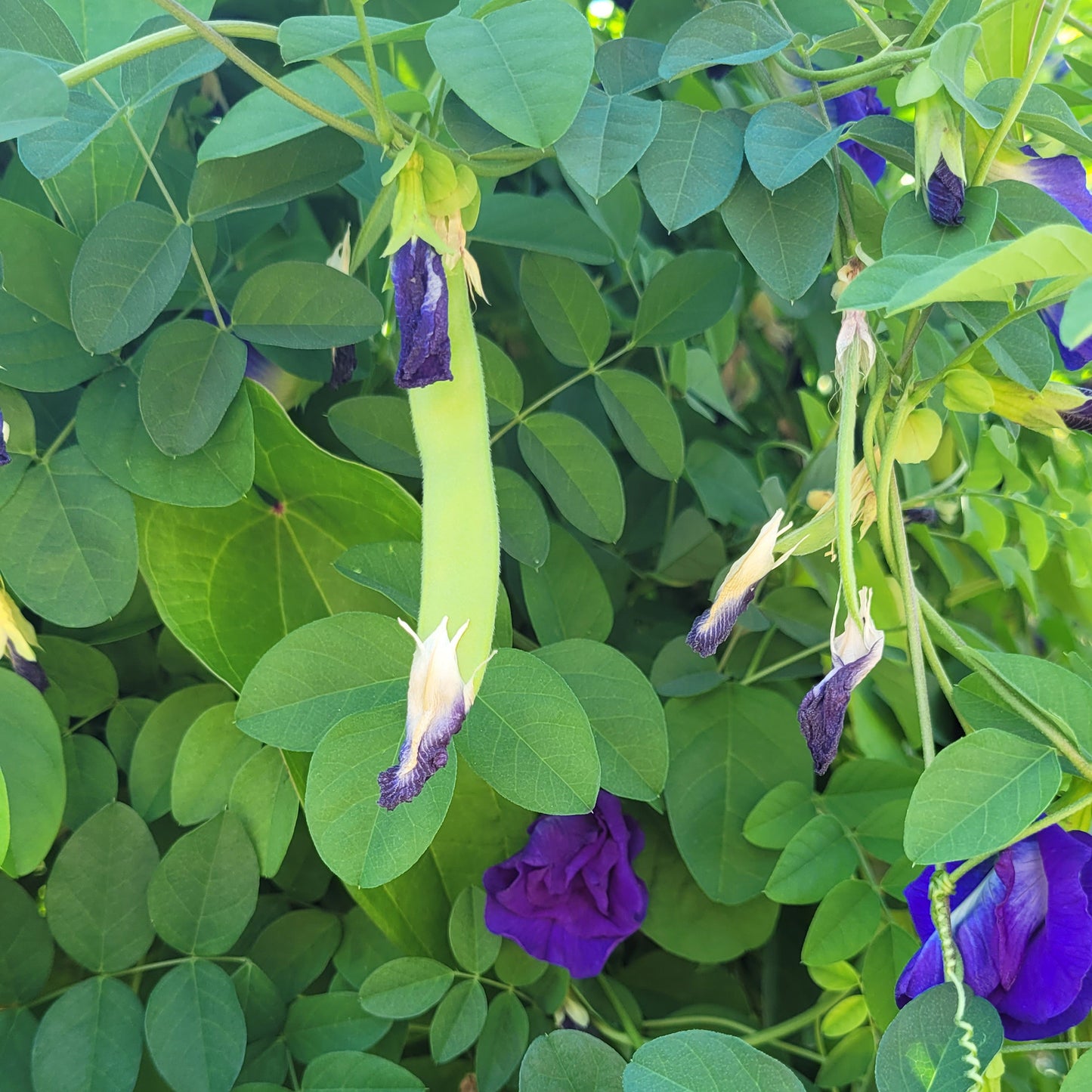 Butterfly Pea - Seeds Clitoria ternatea  (15 seeds)