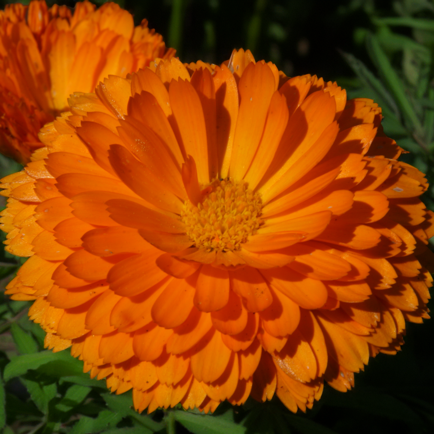 Calendula Bon Bon Series Orange -25 Seeds