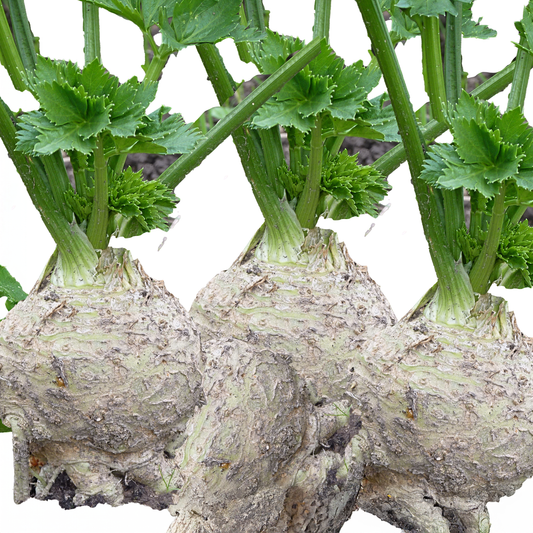 Celeriac Seeds – Giant Prague - 100 seeds