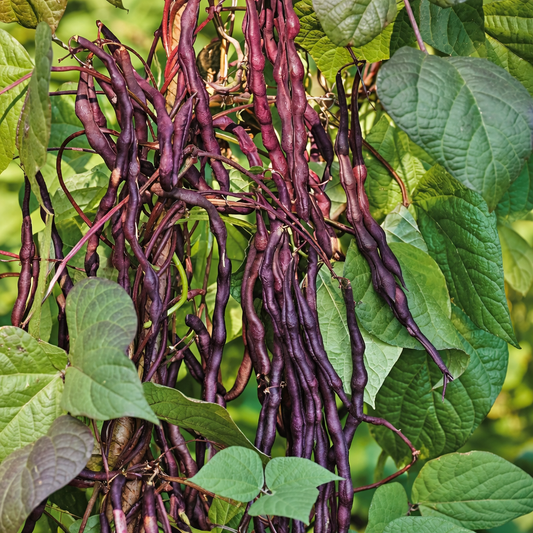 Organic Yard Long Bean- Asparagus Yard Long Black- 20 seeds