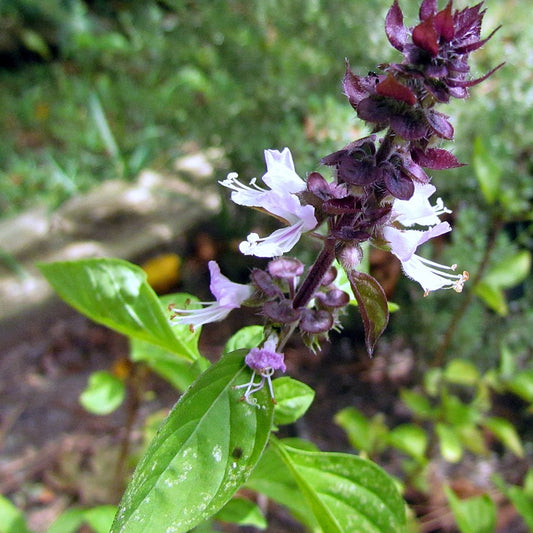 Cinnamon Basil
