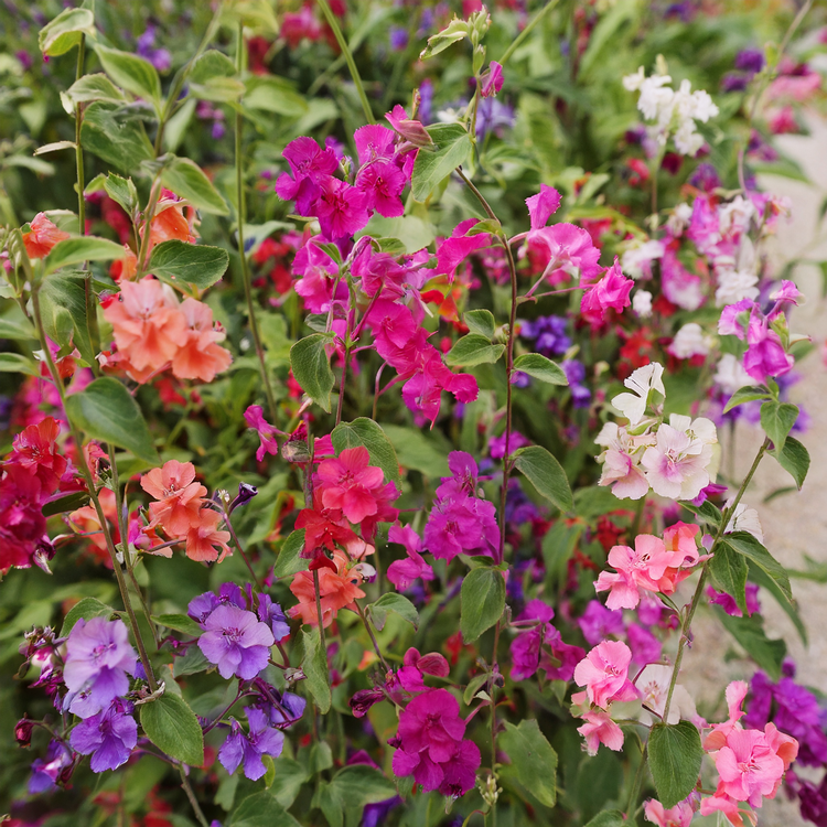 Clarkia Seed Mix- Clarkia unguiculata- 0.2g