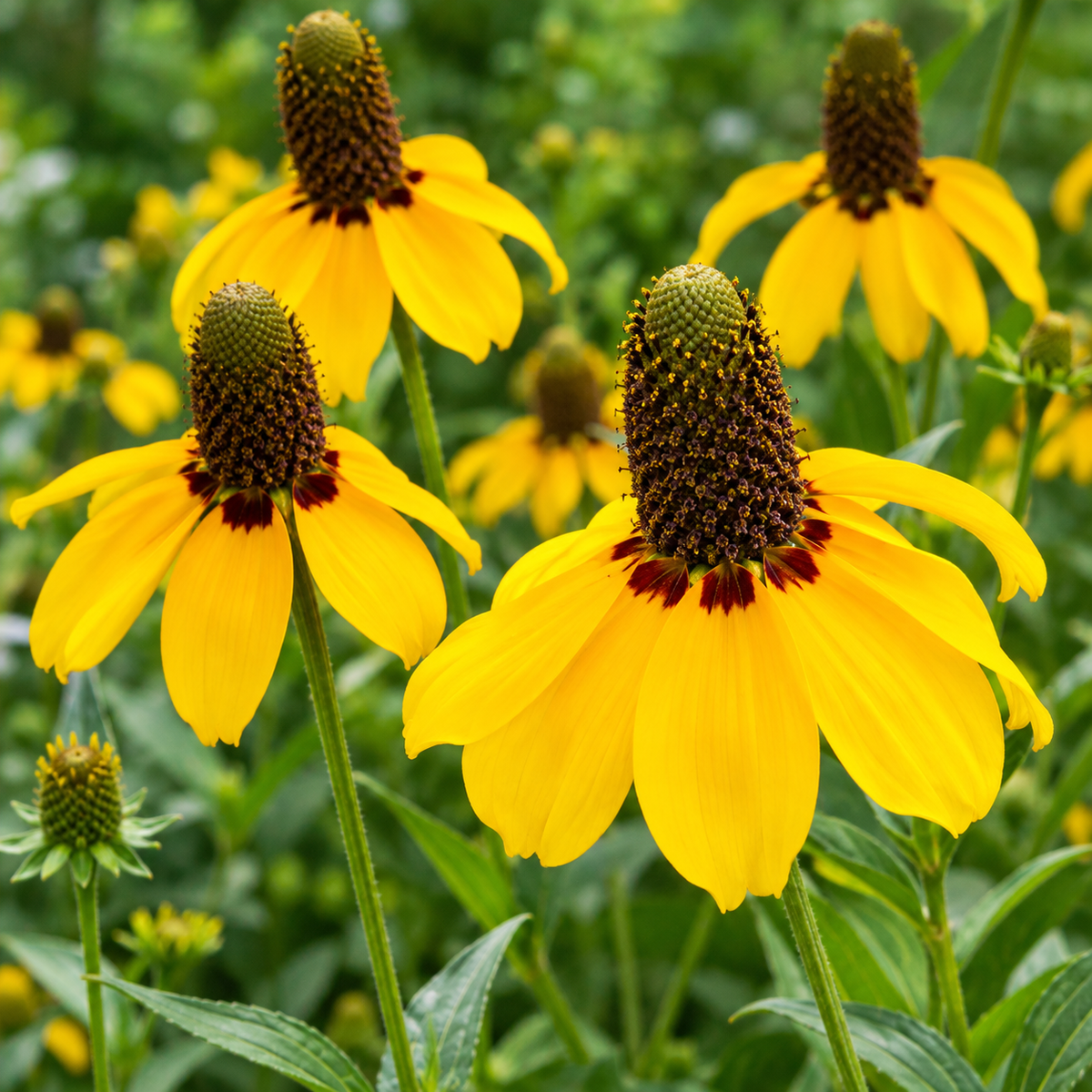 Clasping Coneflower- 100 Seeds