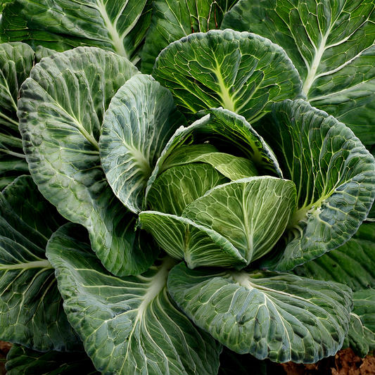 Collard -Morris Heading-  100 seeds