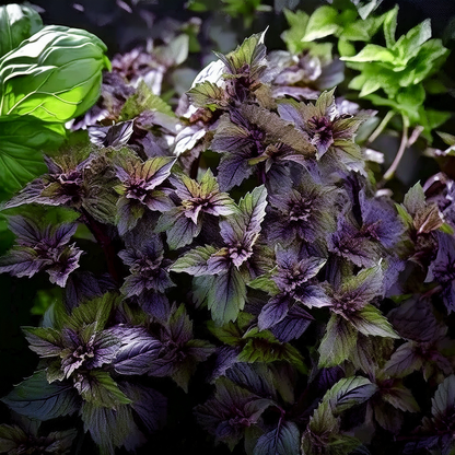Basil 'Corsican' – 100 Seeds
