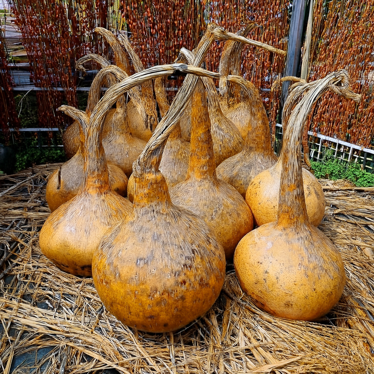 Corsican Gourd - 10 seeds