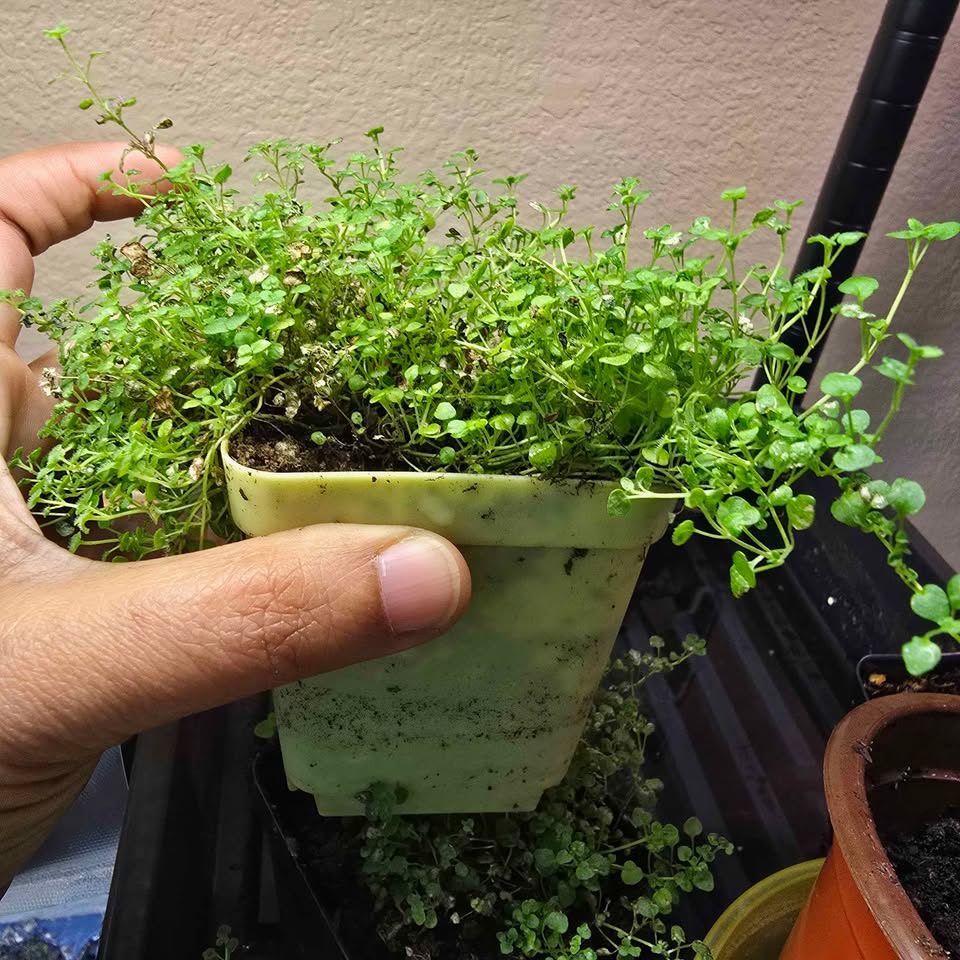 Corsican Mint Plant-3" pot