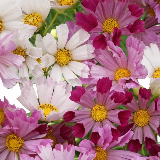Cosmos Sea Shells - 100 seeds