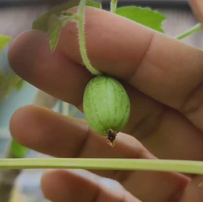 Cucamelon 'Mexican Sour Gherkin' – 30 Seeds