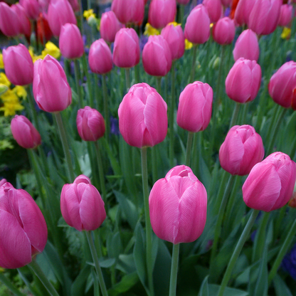 Don Quichotte Tulip – 10 Bulbs