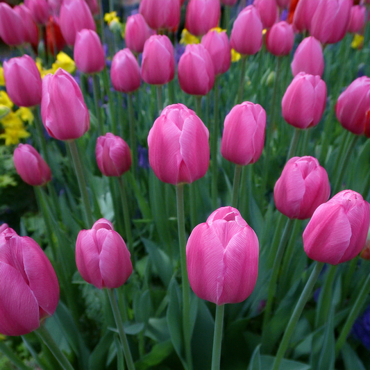 Don Quichotte Tulip – 25 Bulbs