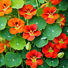 Empress of India Nasturtium- 20 seeds