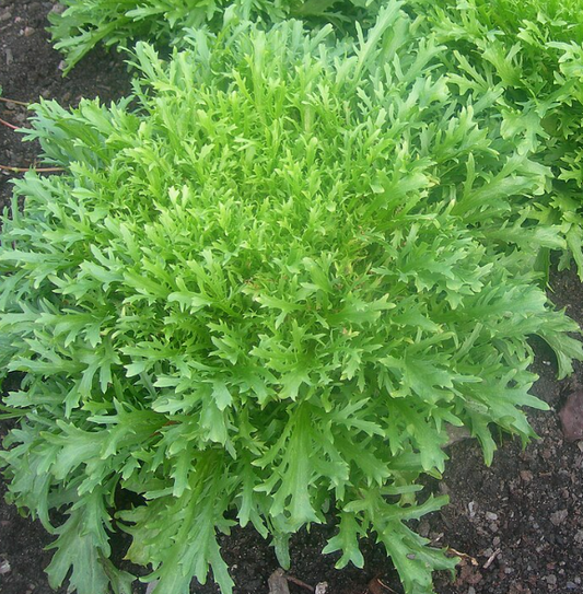 100 SEEDS- Endive Seeds - Salad King Chicory