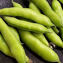 Organic Fava Bean – 20 Seeds, Heirloom