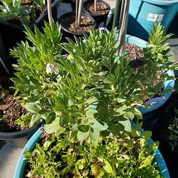 Fava Beans- Aquadulce -10 seeds