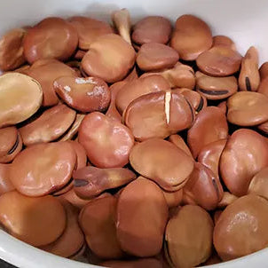 Fava Bean 'Aquadulce' – 10 Seeds