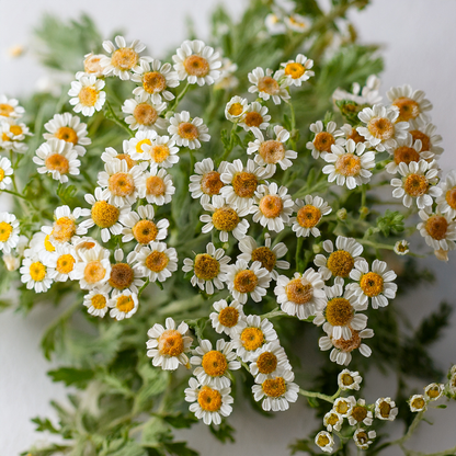 Feverfew – 100 Seeds