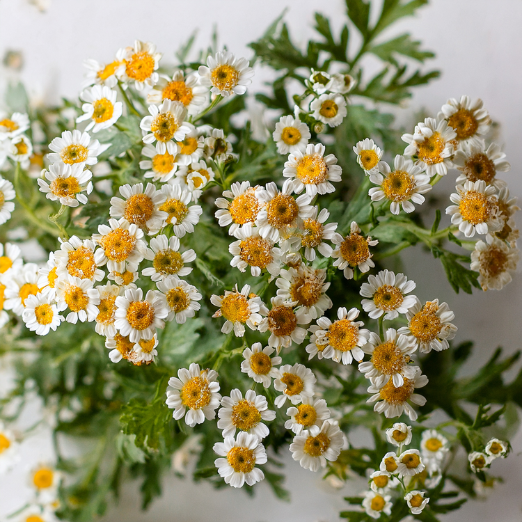 SEEDS-Feverfew Flower Seed Packet- 100 seeds