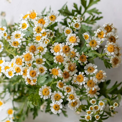 Feverfew – 100 Seeds