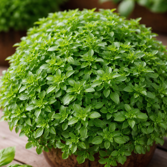 Fino Verde Basil Seeds- 100