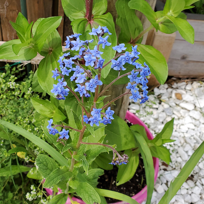 Forget-Me-Not (Myosotis sylvatica) – 100 Seeds