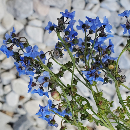 Forget-Me-Not (Myosotis sylvatica) – 100 Seeds