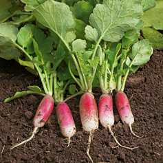 French Basket Radish 100 seeds