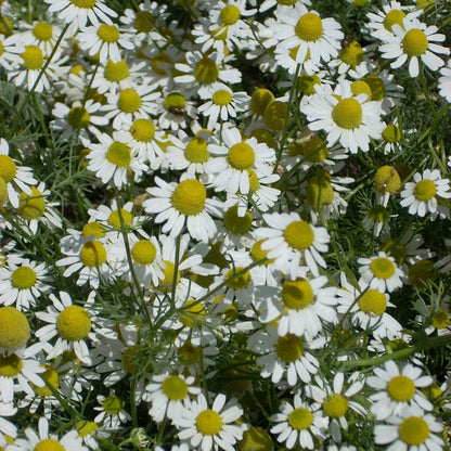 Roman Chamomile – 500 Seeds