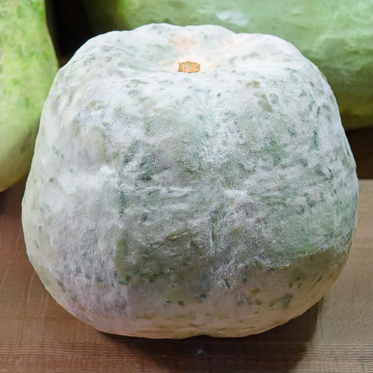 Giant Wax Gourd-10 Seeds- Benincasa hispida