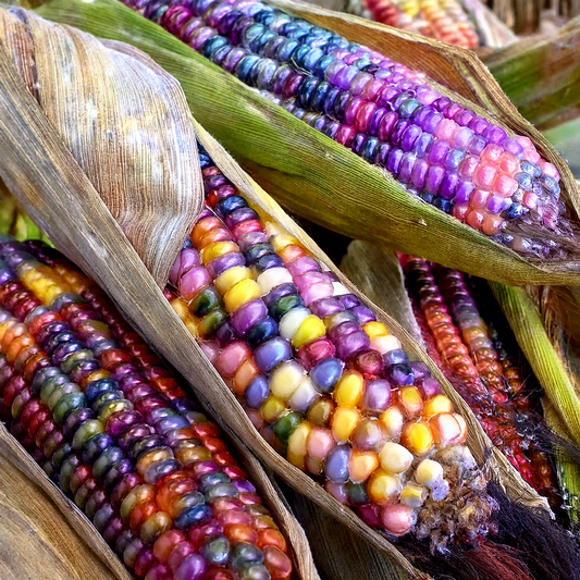 Glass Gem Ornamental Corn-20 seeds