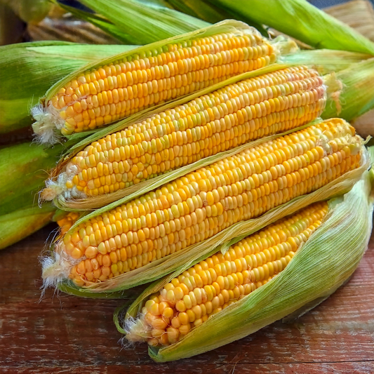 Golden Bantam Corn- 20 seeds