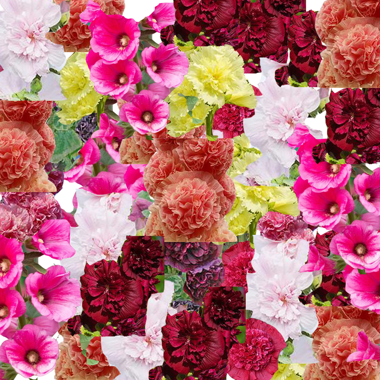 Hollyhock Seed Mix- Chaters Double Mixture- 50 seeds