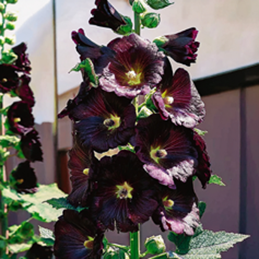 Hollyhock Seeds - Nigra- 30 seeds