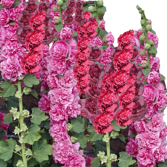Hollyhock ‘Powderpuff Double Mix’ Seeds (Alcea rosea) - 30 seeds