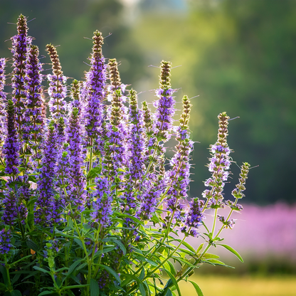 Hyssop – 100 Seeds