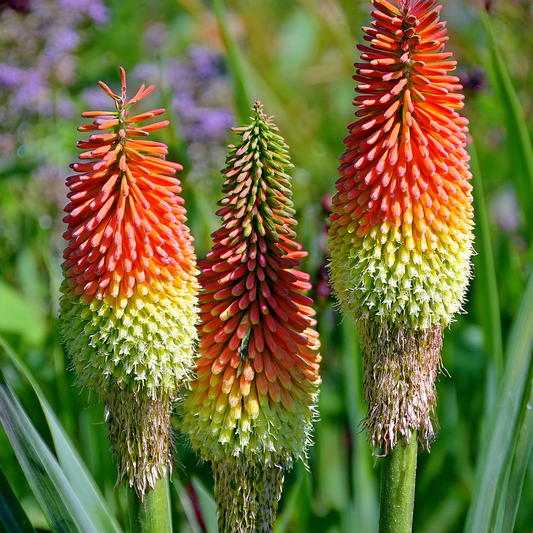 Kniphofia – Flamenco- Red Hot Poker Seeds (50)
