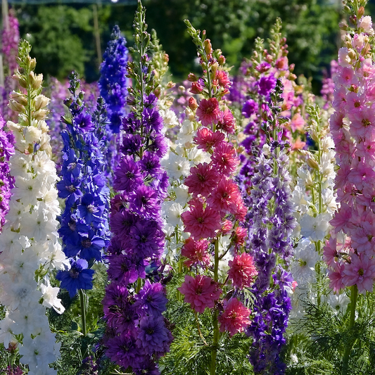 Larkspur- Giant Imperial Mix- 100 seeds