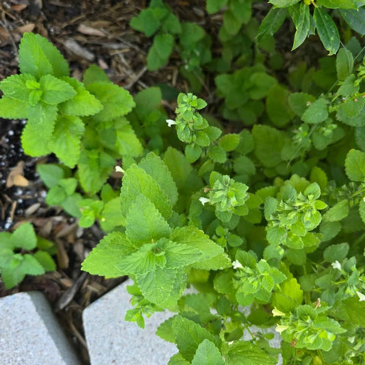 Lemon Balm - 100 seeds