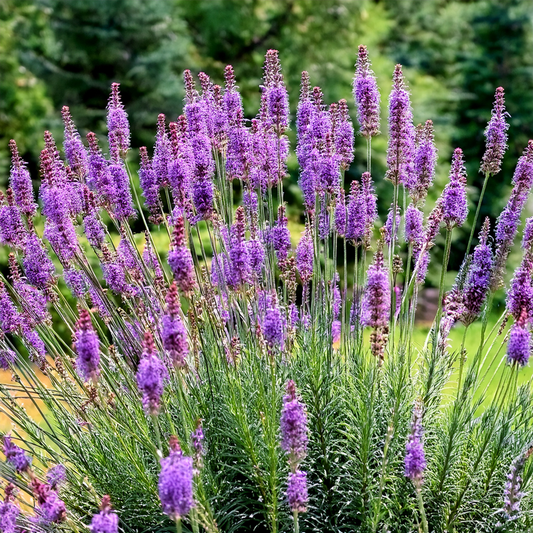 Liatrice- Z Scape-30 Seeds