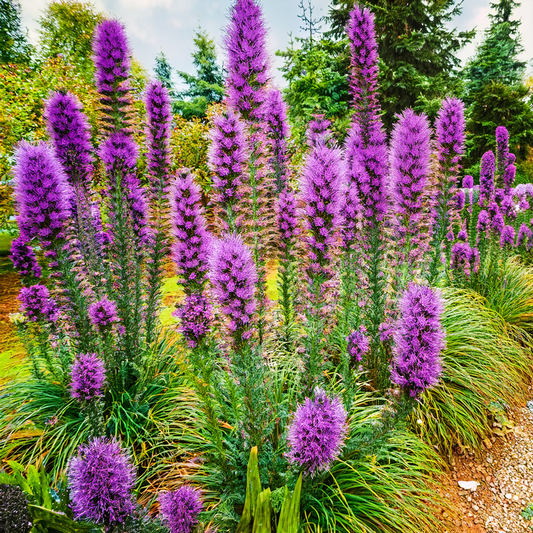 Liatris Flower Seeds- 50 seeds