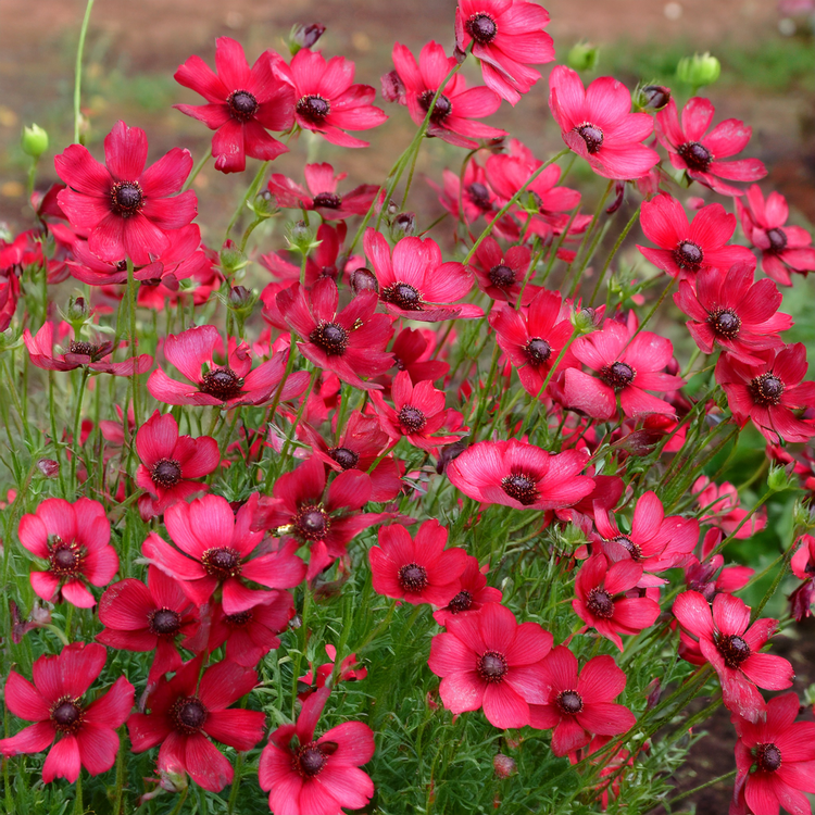 Linum Scarlet Flax- 100 seeds