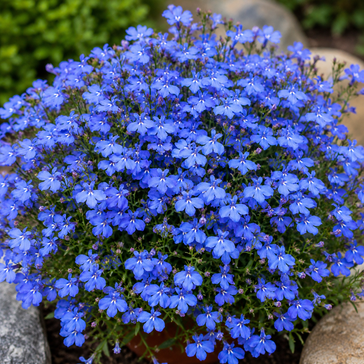 Lobelia Cambridge Blue- 200+ seeds