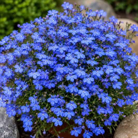 Lobelia Cambridge Blue- 200+ seeds