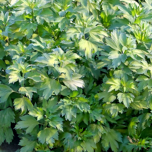 Lovage Herb Seed Packet- 50 seeds