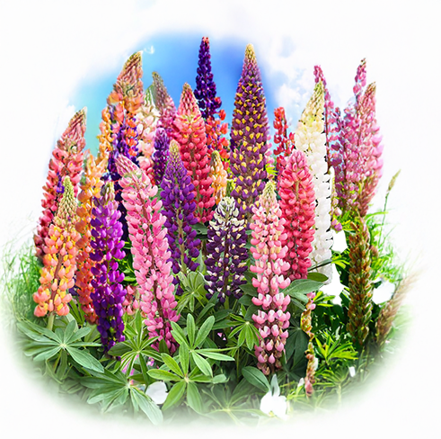 Russel Strain Mixture- Lupine - 30 seeds
