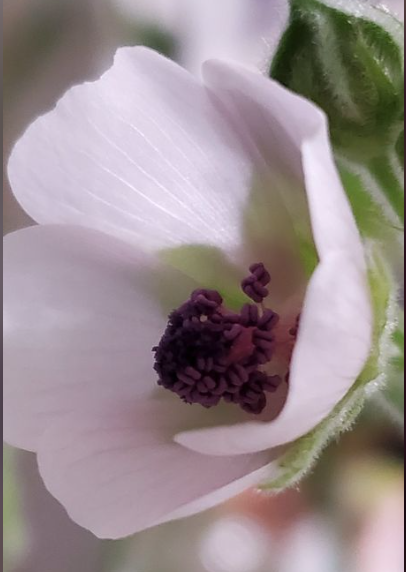Marshmallow Plant (Althaea officinalis) – 50 Seeds