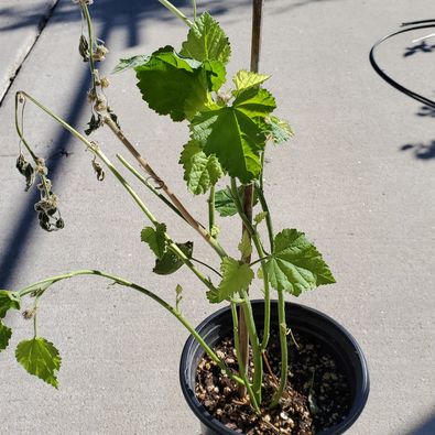 Marshmallow Plant (Althaea officinalis) – 50 Seeds