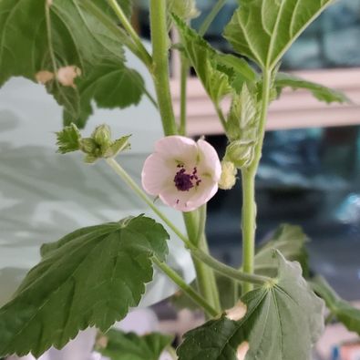 Marshmallow Plant (Althaea officinalis) – 50 Seeds
