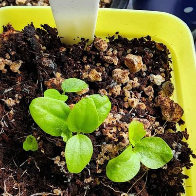 Marshmallow Plant (Althaea officinalis) – 50 Seeds